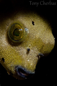 Juvenile Puffer... or Gollum from Lord of the Rings? --Ni... by Tony Cherbas 